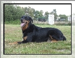 Beauceron